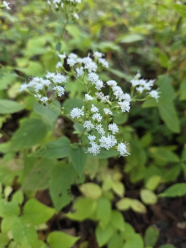 white snakeroot