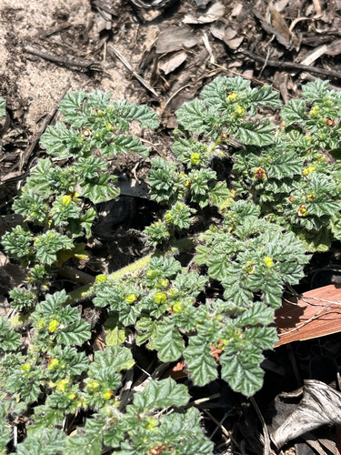 Coldenia procumbens observed 2026-09-22