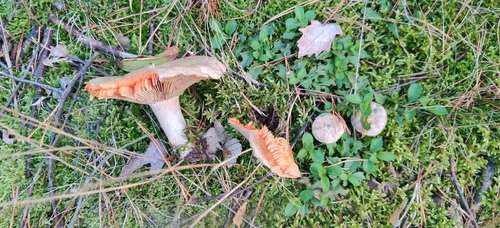 carrot milkcap