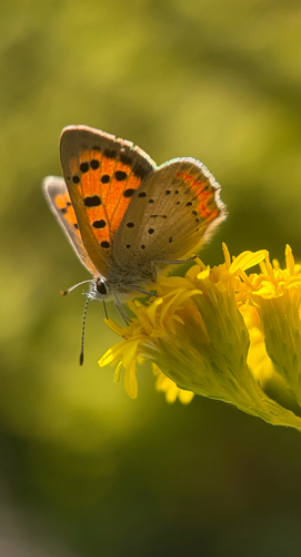 American Copper
