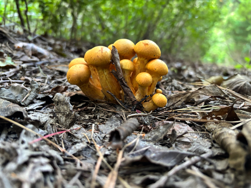 Gymnopilus subspectabilis