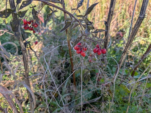 bittersweet nightshade