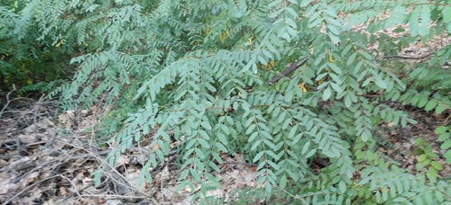 black locust