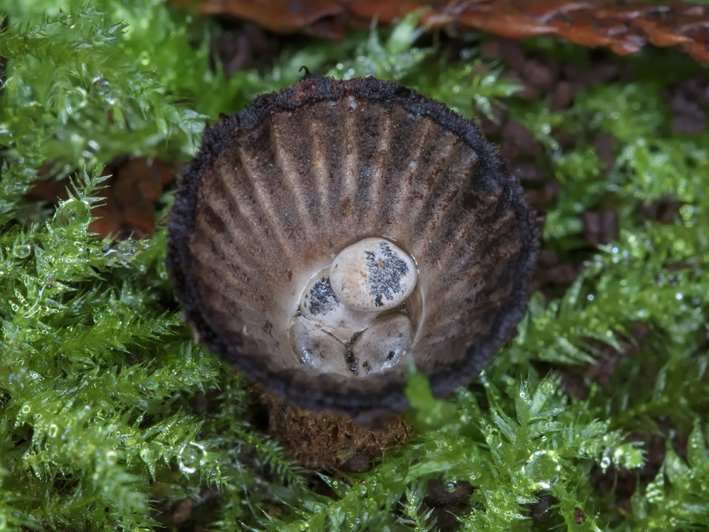 fluted bird's nest fungus · September 2026 · photo: Photo: (c) Kevin Krebs, some rights reserved (CC BY) · iNaturalist
