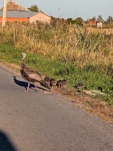 Wild Turkey