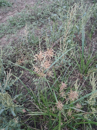 Cyperus esculentus, photograph 5