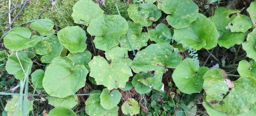 colt's-foot