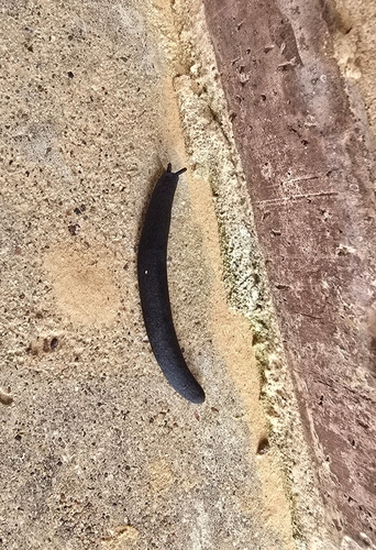 Black-velvet Leatherleaf