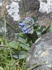 Mertensia oblongifolia