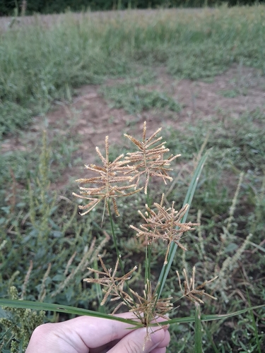 Cyperus esculentus, photograph 6