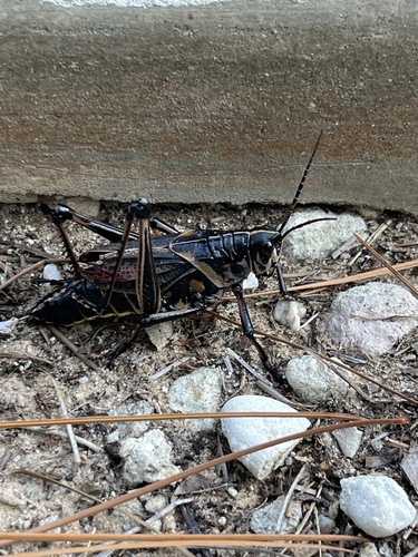 Eastern Lubber Grasshopper