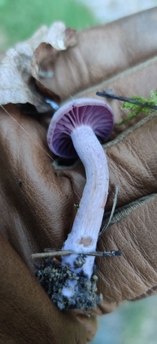 Amethyst Deceiver