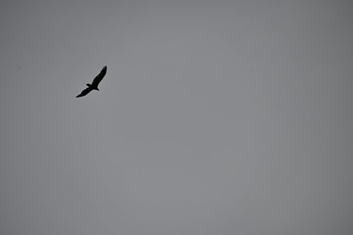 Turkey Vulture