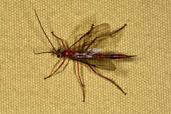 Tryphoninae