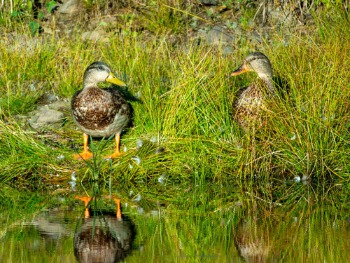 Mallard