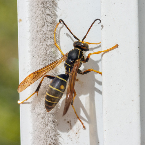 Northern Paper Wasp