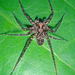 Cycloctenidae - Photo (c) Phil Bendle, alguns direitos reservados (CC BY-NC), uploaded by Phil Bendle