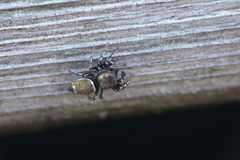 Heliophanus tribulosus