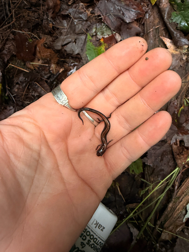 Eastern Red-backed Salamander