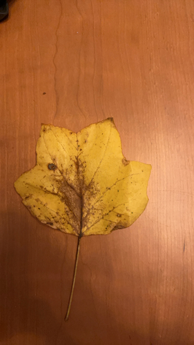 American tuliptree