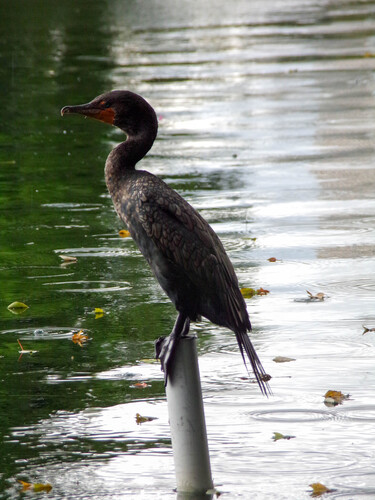 Double-crested Cormorant