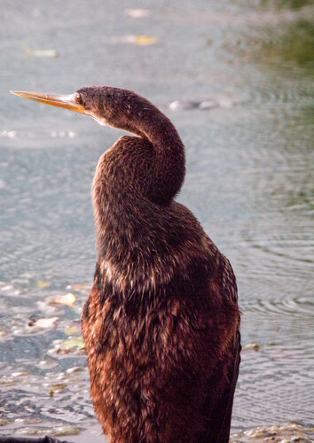 Anhinga