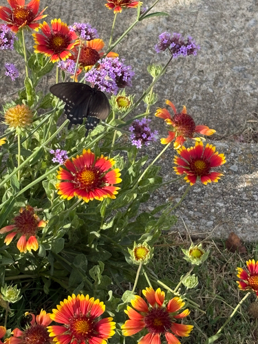 Pipevine Swallowtail
