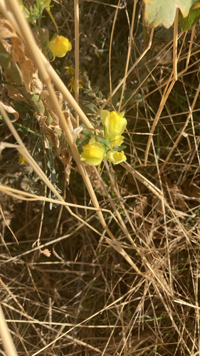 Balkan toadflax