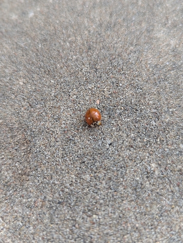 Asian Lady Beetle