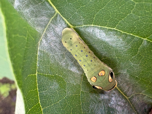 Spicebush Swallowtail