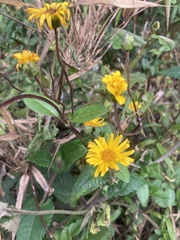 Munnozia senecionidis