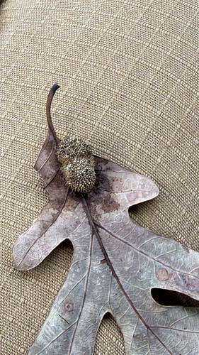 Hedgehog Gall Wasp