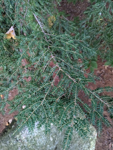eastern hemlock