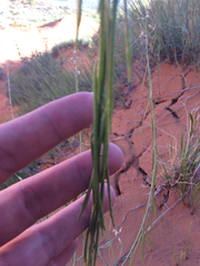 Streptanthus longirostris