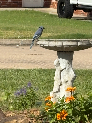 Blue Jay