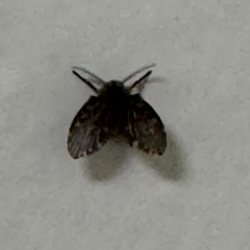 Bathroom Moth Fly