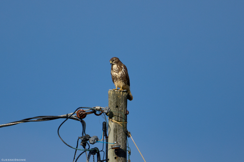 Common Buzzard