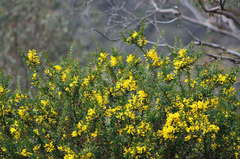 Acacia triptera