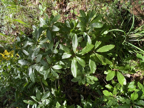northern bayberry