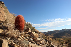 Ferocactus cylindraceus lecontei