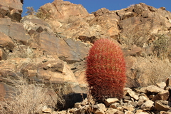 Ferocactus cylindraceus lecontei