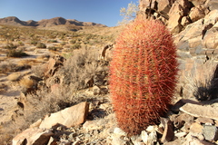 Ferocactus cylindraceus lecontei