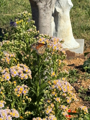 Monarch