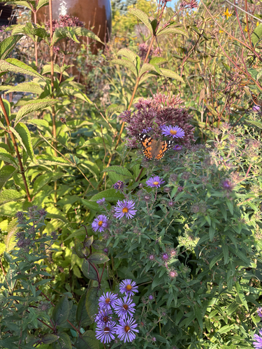 Painted Lady