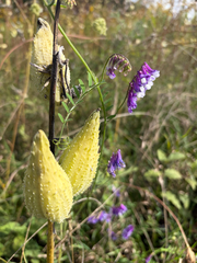 Vicia villosa, photograph author not stated, no rights reserved
