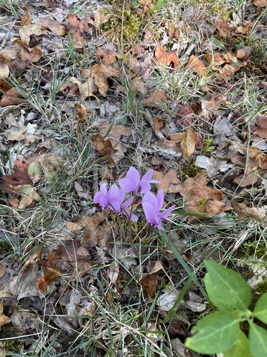 Ivy-leaved cyclamen