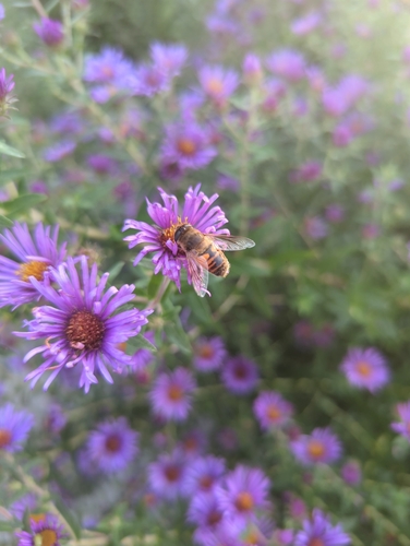 Common Drone Fly