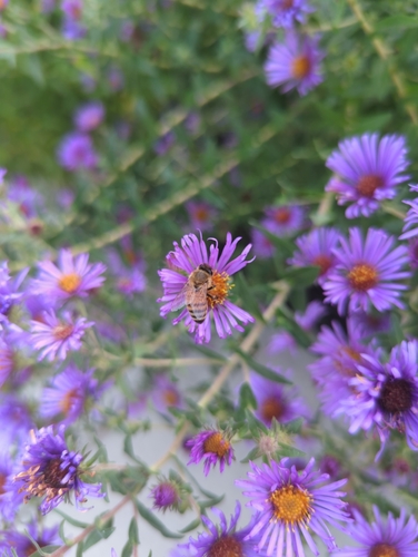 Western Honey Bee