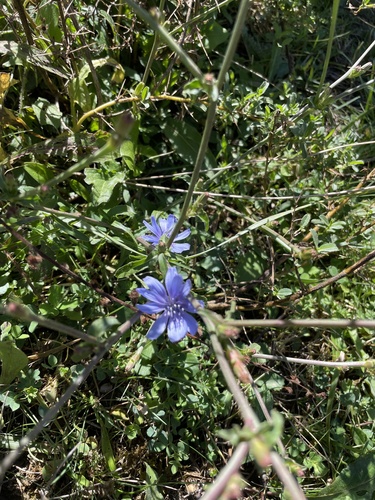 chicory