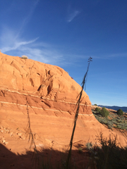 Streptanthus longirostris